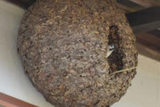 【画像】スズメさん、うっかりスズメバチの巣に引っ越してしまうｗｗｗｗｗｗｗｗ
