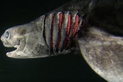 【画像】深海魚の「目」ってヤバイよな