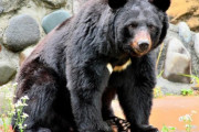 「クマはなるべく山に返す努力をするべき」「クマと戦争は間違っている」と訴える動物保護活動家の主張　棲み分けと学習放獣でクマ被害はなくなるのか？