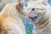 【動画】ワンパンで牛を吹き飛ばすネッコ、ガチで強すぎると話題にｗｗｗｗｗ
