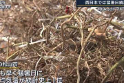 トマト600kg“全滅”…西日本では猛暑日続出『記録的短時間大雨情報』も相次ぐ