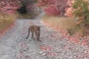 山でピューマに遭遇した男性が撮影した動画がクソ怖くてワロタｗｗｗｗｗｗ