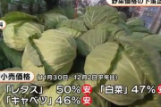 野菜価格の下落が止まらない！レタスや白菜は平年の半値に