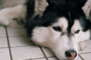 ハスキーとかいう恵まれた容姿と残念なおつむを併せ持つイヌ