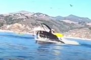 【動画】クジラウォッチングをしていたカヤックがクジラに飲み込まれる衝撃映像・・・ 乗員は脱出