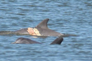 サメに咬まれた？　背中の肉をえぐられながらも泳ぐイルカが発見される　アメリカ