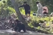 【動画】ピクニック中の家族とビーバーの戦いが映像に撮られる(ﾟoﾟ)