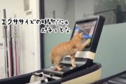 ニャンコ先輩すごい！ルームランナーのパネルを操作し、エクササイズに励む猫