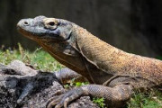 【速報】世界最大「コモドドラゴン」、東山動植物園で飼育へ