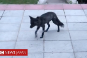 【画像】イギリスで黒いキツネが目撃されるｗｗｗｗｗｗ