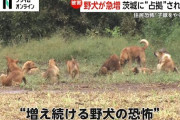 【茨城】茨城町、野犬の群れに占拠されてしまう「子豚がやられた」「孫を外に出さないようにしてる」