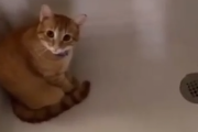 猫だってたまにはひとりになりたい。シャワールームでひとりただずむ猫。海外の反応