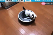 【ネコ】お掃除ロボットを乗りこなす子ネコが話題 「パトロールお疲れさまです」の声　2020/06/22