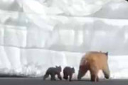 逃げる母グマが雪の壁を登った。でも２匹の子グマは登れない → 結果…