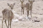 【広島】漂着海ごみ ポリ袋を食べるシカ…福山沖無人島で確認