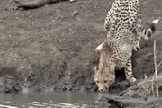 【動画】ワニがチーターを水中に引きずり込み捕食する瞬間が撮影される