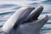 【動画】イルカの頭プニプニすぎて草