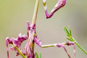 【画像】明らかに地球外から来てるカマキリ、見つかるｗｗｗｗｗｗｗｗｗ