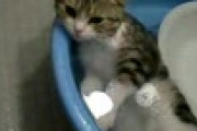 【再掲】【動画】 お風呂で○○○をする猫