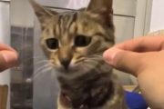 【動画】猫さん、アホが過ぎる