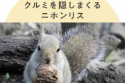 つまみ食いが激しいリスたち隠したはずのクルミが「ない！」と動揺