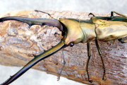 世界一かっこいいクワガタ、メタリフェルホソアカクワガタで落ち着く