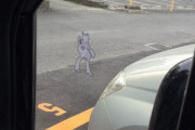 ワイの車にミュウツーのシール貼った奴出てこいや