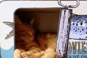 【ねこ画像】棚の上でぐっすり眠る猫さん…おや？邪魔なものは容赦なく排除するタイプのご様子ですwww