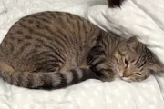 【ネコ】全身を跳ねさせても動じないどころか気持ちいいニャな猫。