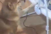 ゆりかごを世話する柴犬　みんな愛らしい