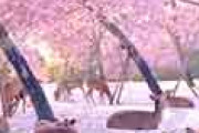 海外「桜の絨毯に憩う鹿たちに癒やされる…」 日本・奈良の息をのむほど美しい光景が話題