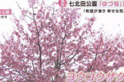 ゆづ桜満開！国内外から羽生結弦さんファンが聖地・仙台泉区へ集結