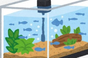 メダカの水槽に夥しい量の貝類が発生したからお引越しした