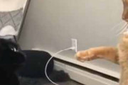 ２匹のネコが見合っていた。悪霊退散、えいっ！ → 猫先生はこうします…