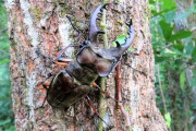 【画像】ミヤマクワガタ、余りにもカッコ良すぎると話題に…これを見てもカブトムシ派で居られるか？