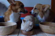 ごはんに夢中の同居猫の後ろで内緒話をするコーギー兄妹。会話の中身が気になる！