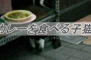 日本人「猫は魚が好き」　イタリア人「猫はパスタが好き」　インド人「猫はカレーが好き」