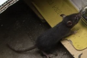 【速報】東京で『巨大ネズミ』が人間を襲う