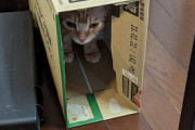 【画像】ネッコが箱に入って出てこないんやが…これは引きこもりネッコwwww