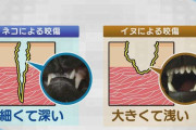 動物に噛まれたら…最悪死に至るケースも　 原因の9割は犬・重症化しやすい猫… 救命医に聞いた対処法【新潟発】
