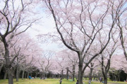 【千葉市】昭和の森フォレストビレッジ【動画】園内全体で６００本の桜が咲く名所♪