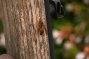 【兵庫】異形の仁王さん…？まるで目が飛び出したよう　キイロスズメバチが顔面に営巣　「気の毒だが冬まで頑張って」