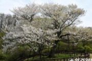 【韓国】 「済州王桜とソメイヨシノは別種」、批判受け山林庁が再議論へ…母系が同じ、済州から日本に移った可能性[04/11]  [LingLing★]