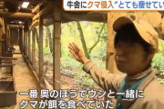 痩せたクマが牛舎に侵入「牛と一緒に夢中で餌を食べていた」　怪我人はなし