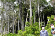 【国内】「老齢化」する森林、温室ガス吸収量６年で２割も減少…背景に林業の衰退