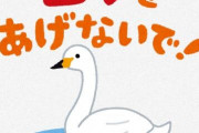 田んぼに怪我したコブ白鳥　専門家｢本来そこにいるべきではない外来種であり、積極的に保護すべきではない｣　保護ではなく移動させ保護