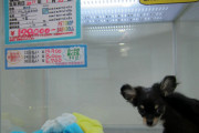 韓国人「日本のペットショップの価格が衝撃的すぎた…！」「これが捨て犬が少ない理由です」