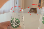 スターバックスのコップ vs 好奇心旺盛なネコ達  海外の反応