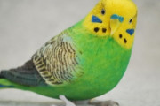 セキセイインコ｢具合悪いやで｣医者｢入院込みで手術費用10万ンゴ｣飼い主俺｢ファッ！？｣