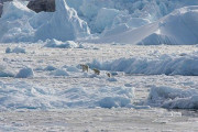海外の反応　ホッキョクグマは絶滅しない？遺伝的に異なる集団が見つかる